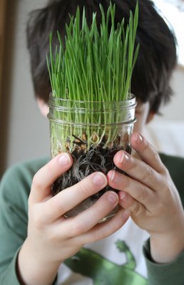 wheat grass